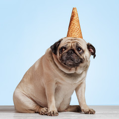 pug dog sits on a chair