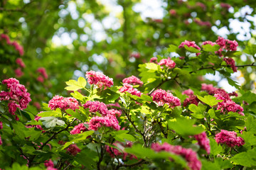 Fototapeta premium Beautiful small pink flowers on the tree. Blooming summer background.
