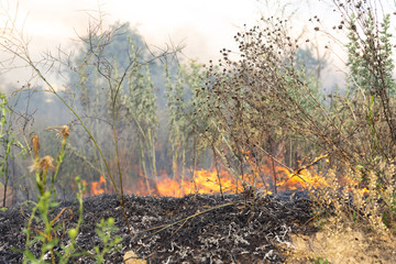 Forest fire Burning dry grass. Summer, drought.