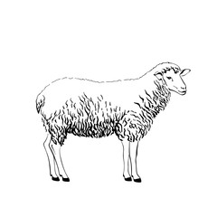 Naklejka premium Sheep hand-drawn black ink