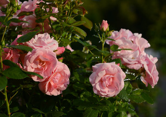 Close up of beautiful pink roses in the garden