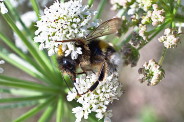 Bee
