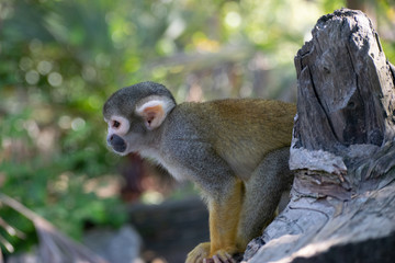 Obraz premium Samiri