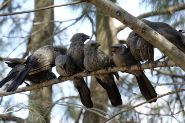 Apostle Bird Family in Tree