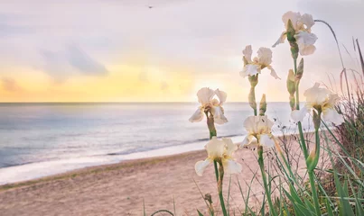 Poster Seascape in the early morning. Flowers wild irises on the beach.  © Ann Stryzhekin