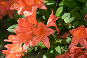 Close up photo of red rhododendron with green background.