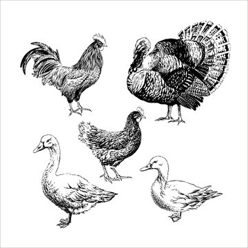 Set of Farm birds - rooster, chicken, turkey, goose, duck.