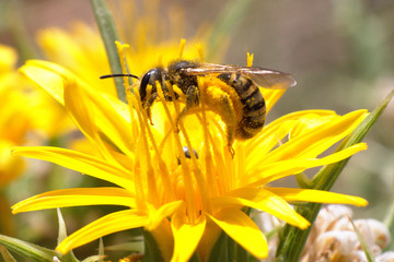 Bee