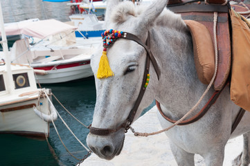 Donkey taxis in greek island Idra (Hydra)