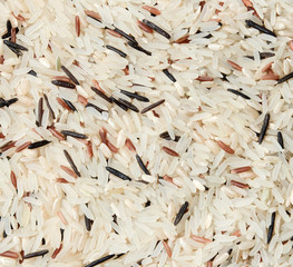 Rice of different varieties throughout the field frame. Background image.