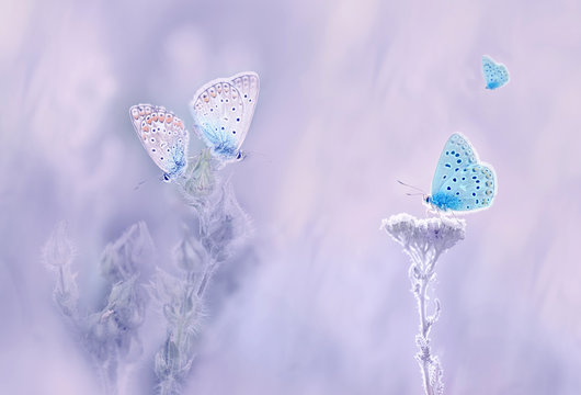 Little blue butterfly bluehead on a yarrow flower in a meadow. Artistic tender photo.