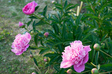 Flower peony