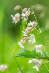 Aufgeblasenes Leimkraut