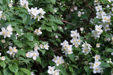 Philadelphus coronarius (sweet mock-orange, English dogwood) white flowers