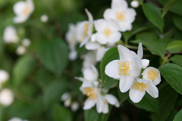 Obraz na płótnie Canvas Philadelphus coronarius (sweet mock-orange, English dogwood) white flowers