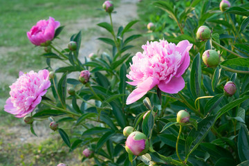 Flower peony