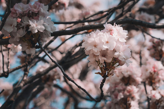 Pink blossoms in Amsterdam 