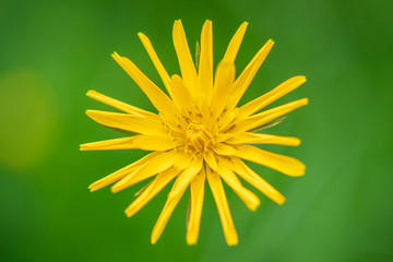 Gewöhnlicher Wiesenbocksbart