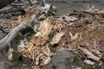 Rotten wood in the Netherlands