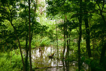 Swamp in wild forest, wetland natural landscape.