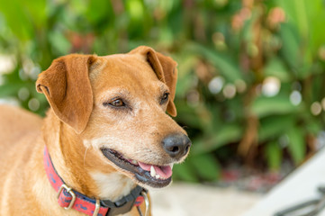 Portrait of brown pincher dog standing in the garden