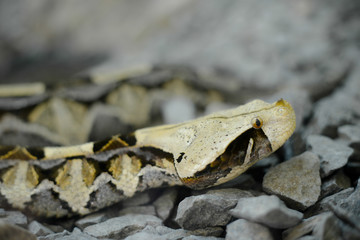 A dangerous snake in Africa