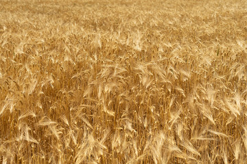 Natural background of wheat field from ripe yellow wheat. Creative vintage background.