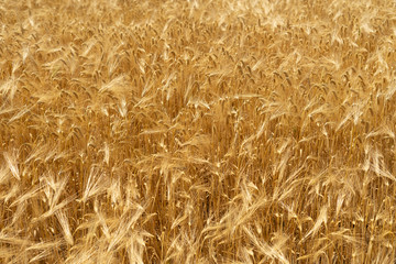 Natural background of wheat field from ripe yellow wheat. Creative vintage background.