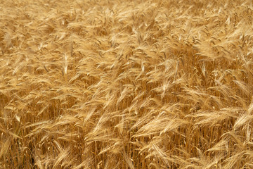 Natural background of wheat field from ripe yellow wheat. Creative vintage background.