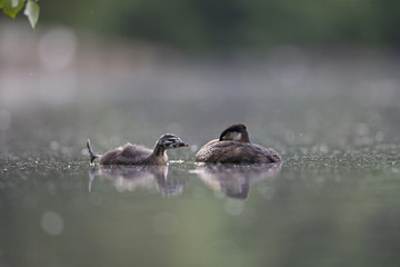 A adult red-necked grebe (Podiceps grisegena) swimming with its young in a city pond in the capital city of Berlin Germany.
