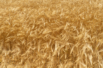 Natural background of wheat field from ripe yellow wheat. Creative vintage background.