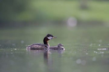 A adult red-necked grebe (Podiceps grisegena) swimming with its young in a city pond in the capital city of Berlin Germany.