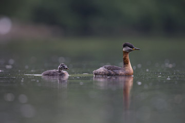 A adult red-necked grebe (Podiceps grisegena) swimming with its young in a city pond in the capital city of Berlin Germany.