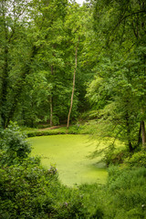 Obraz premium pond in a forest