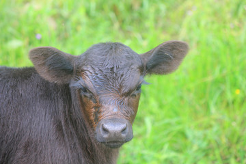 small calf in the meadow
