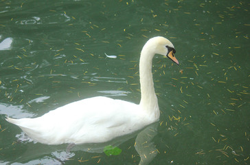 swan in the lake in summer