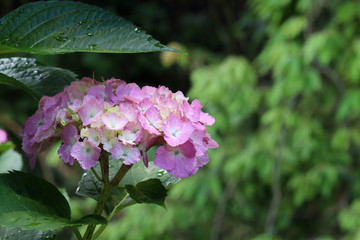 Naklejka premium 桃色の紫陽花 雨宿り
