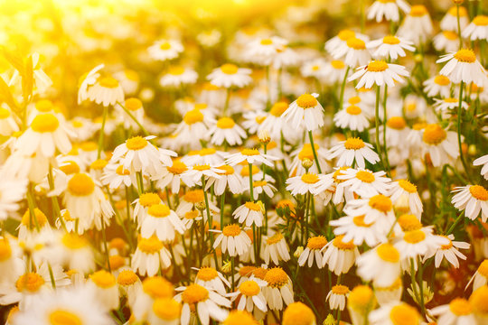 Wam Background รูปภาพWam – เลือกดูภาพถ่ายสต็อก เวกเตอร์ และวิดีโอ1,388 | Adobe Stock