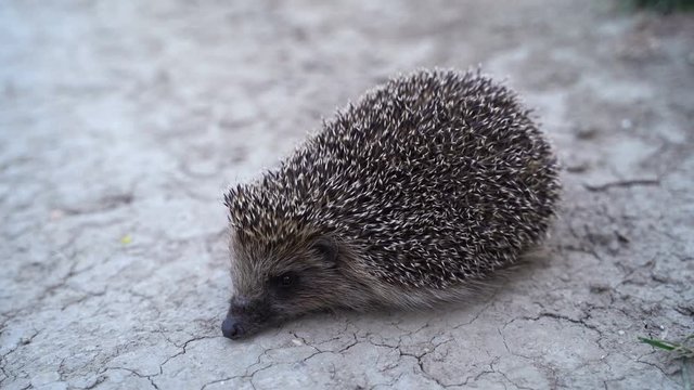 Danger to wild animals. Little hedgehog on the road