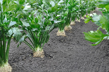 close-up of celery plantation (root vegetables)  in the vegetable garden
