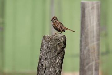 Song Sparrow