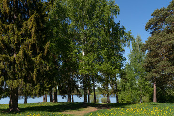 Хвойный бор на берегу реки Волга.