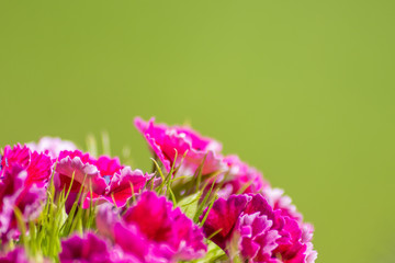 Bezaubernde Blüten präsentieren den Sommer in seiner schönsten Form für Blumengrüße und...