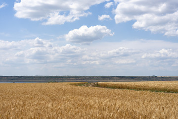 Wheat field of ripe wheat against the blue sky and beautiful clouds.The road among the fields.