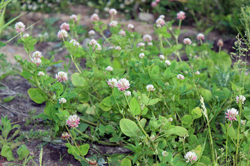 flowers in the garden
