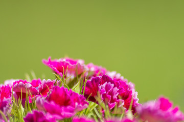 Bezaubernde Blüten präsentieren den Sommer in seiner schönsten Form für Blumengrüße und...