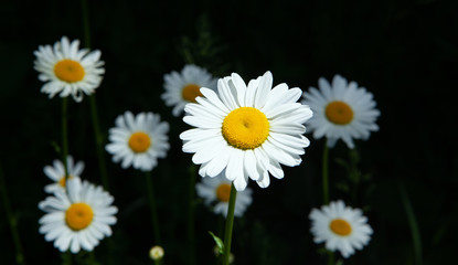 beautiful white daisies closeup; summer