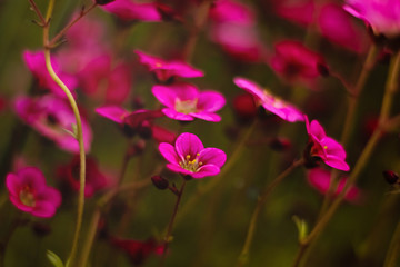Fototapeta premium Soft and blur conception.Beautiful pink and blue flowers small size blooming in the garden close up on the background of green grass and leaves with sun light in the middle