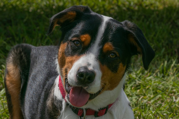 Bernese mountain dog