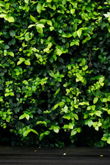 green leaves background